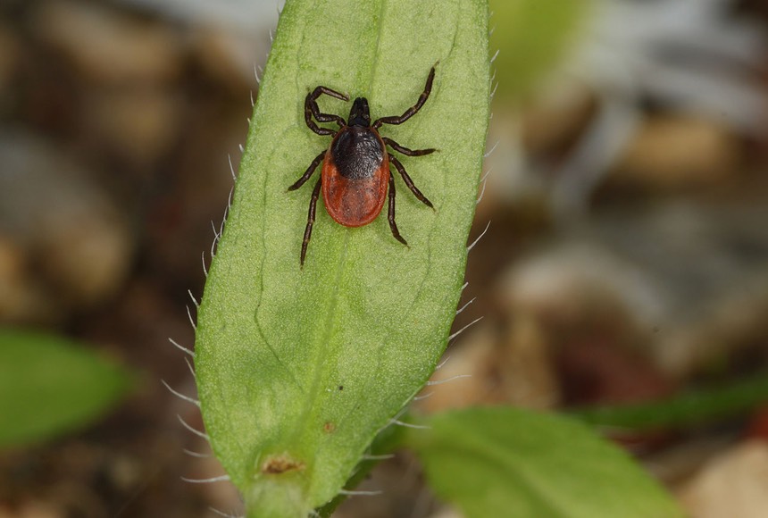 Ixodes-ricinus