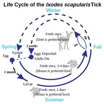 354px-Deer Tick life cycle.svg