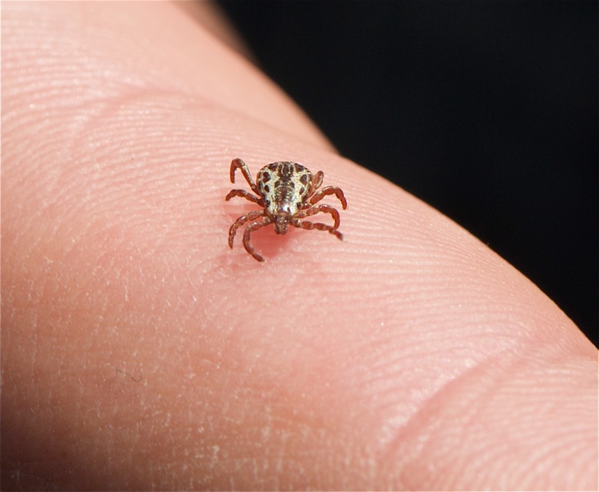 American Dog Tick Dermacentor variabilis