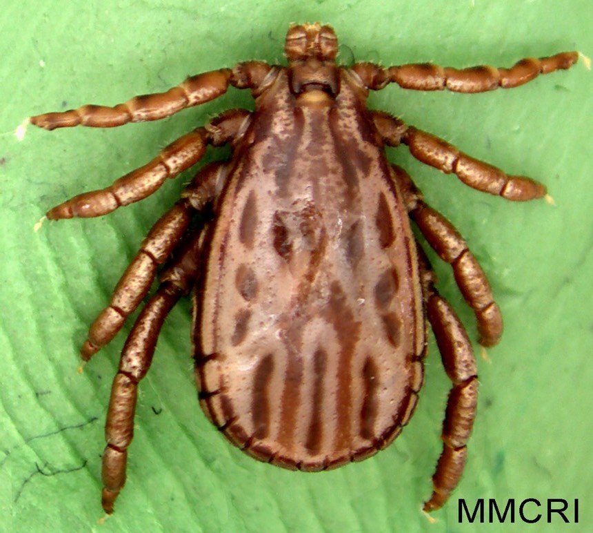 Dermacentor-albipictus-adult-male