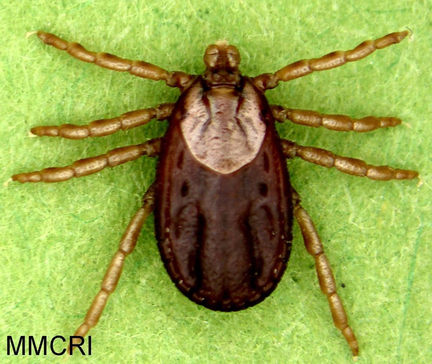Dermacentor-albipictus-adult-female