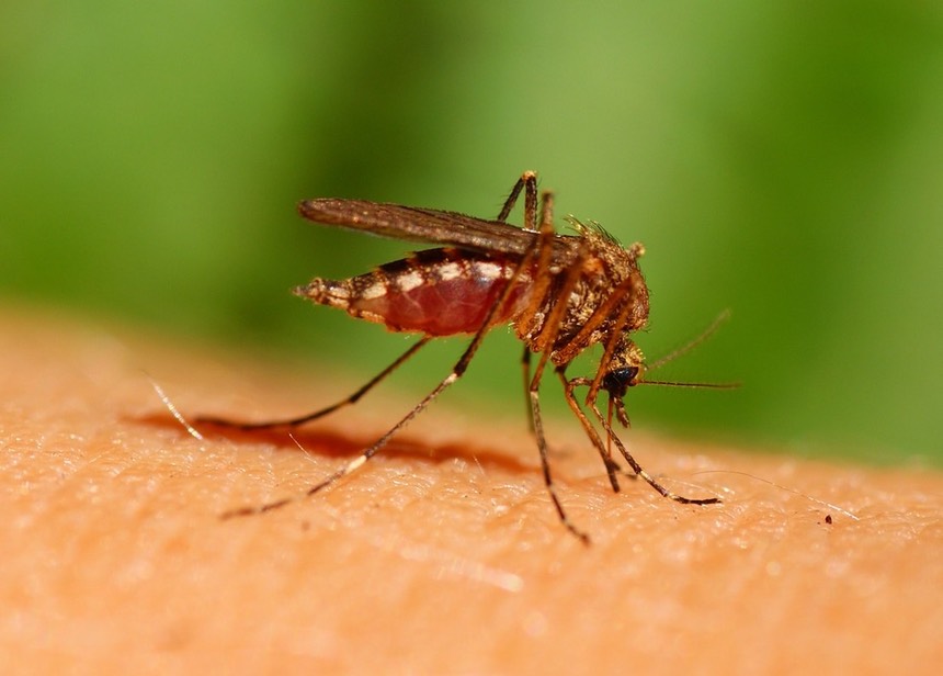 mosquito-bite-1