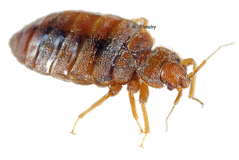 bed bug