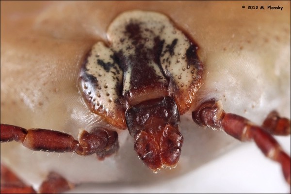 head of a dog tick