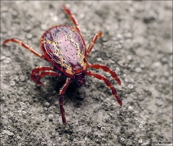 Dermacentor variabilis