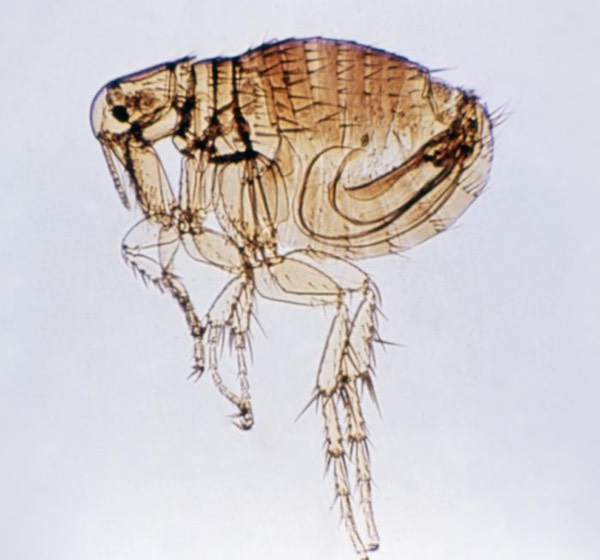 Rodent flea