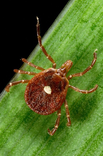 Amblyomma_americanum_tick
