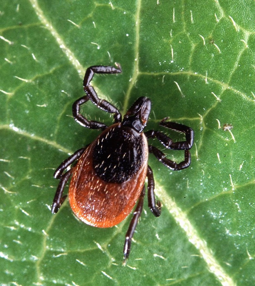 912px-Adult deer tick