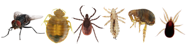 Pests we identify