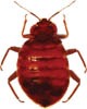 Why Bedbugs Won't Die