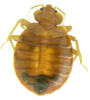 bed bug