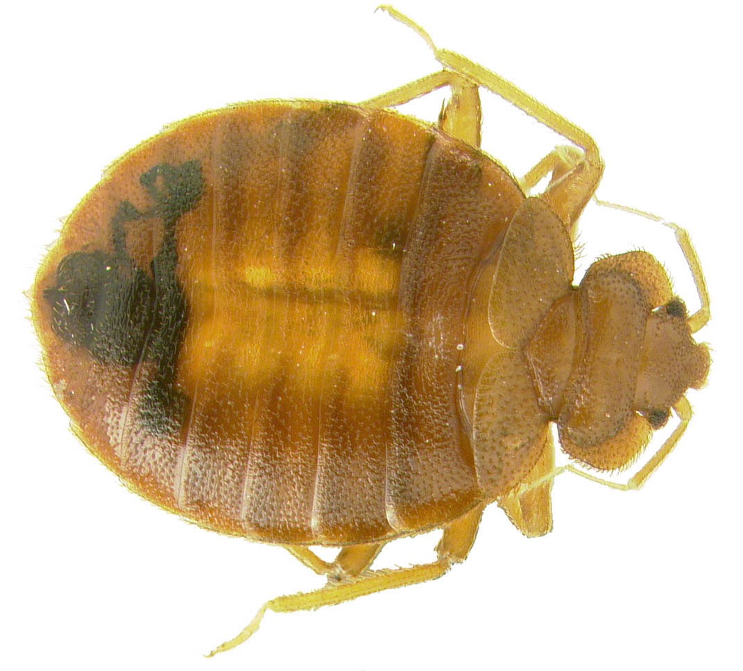 Bed Bug