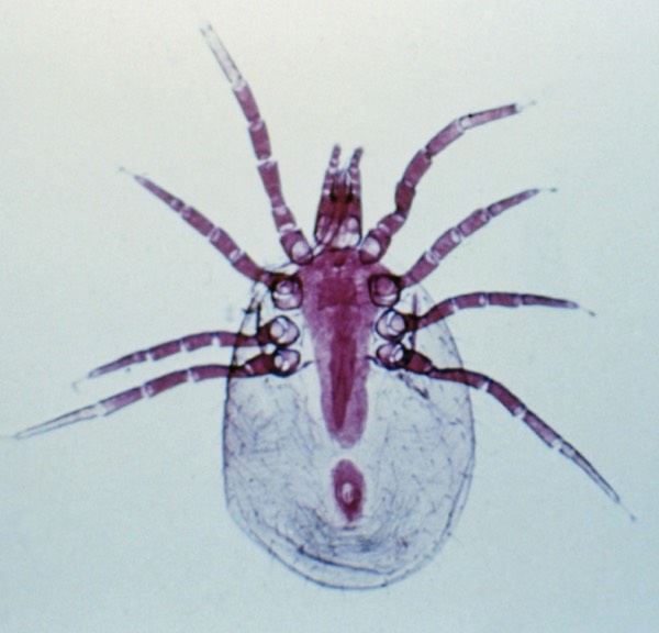 CDC mite image