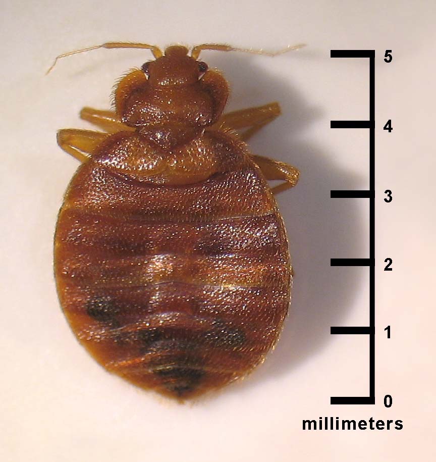 Cimex lectularius