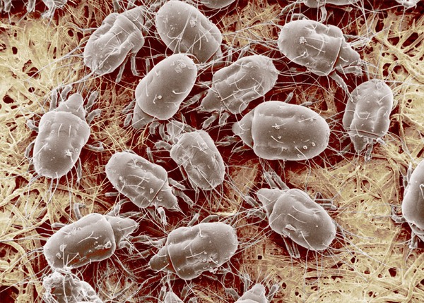 Cheese mites