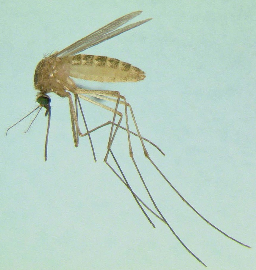 Culex pipiens female wm
