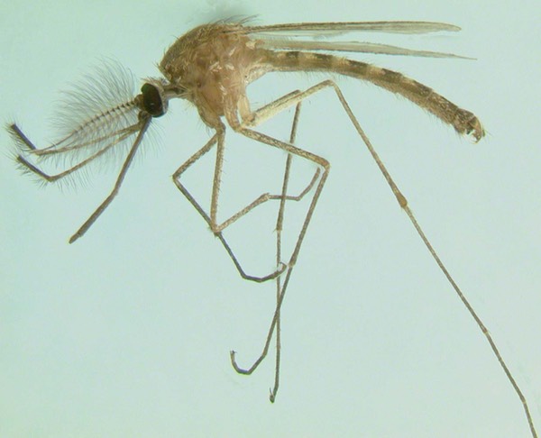 Culex pipiens male