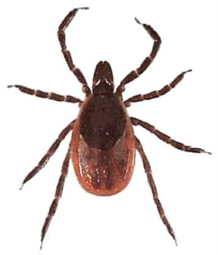 Adult female deer tick