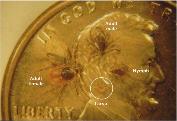 Deer tick life stages