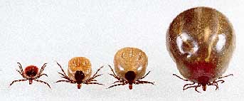 DeerTickGroup