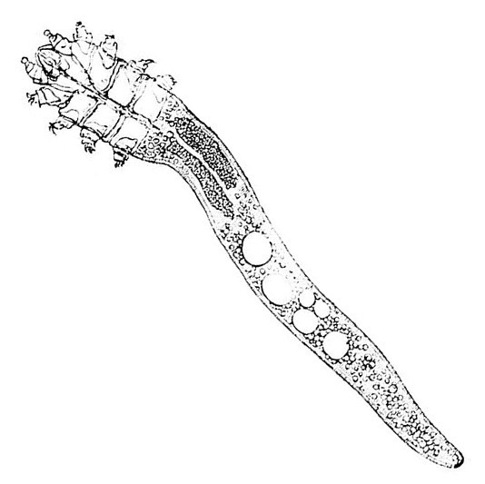 Demodex folliculorum