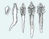 Demodex