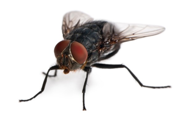 Musca domestica Housefly 