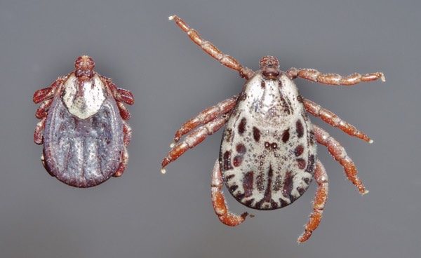 Dermacentor-andersoni-female-male
