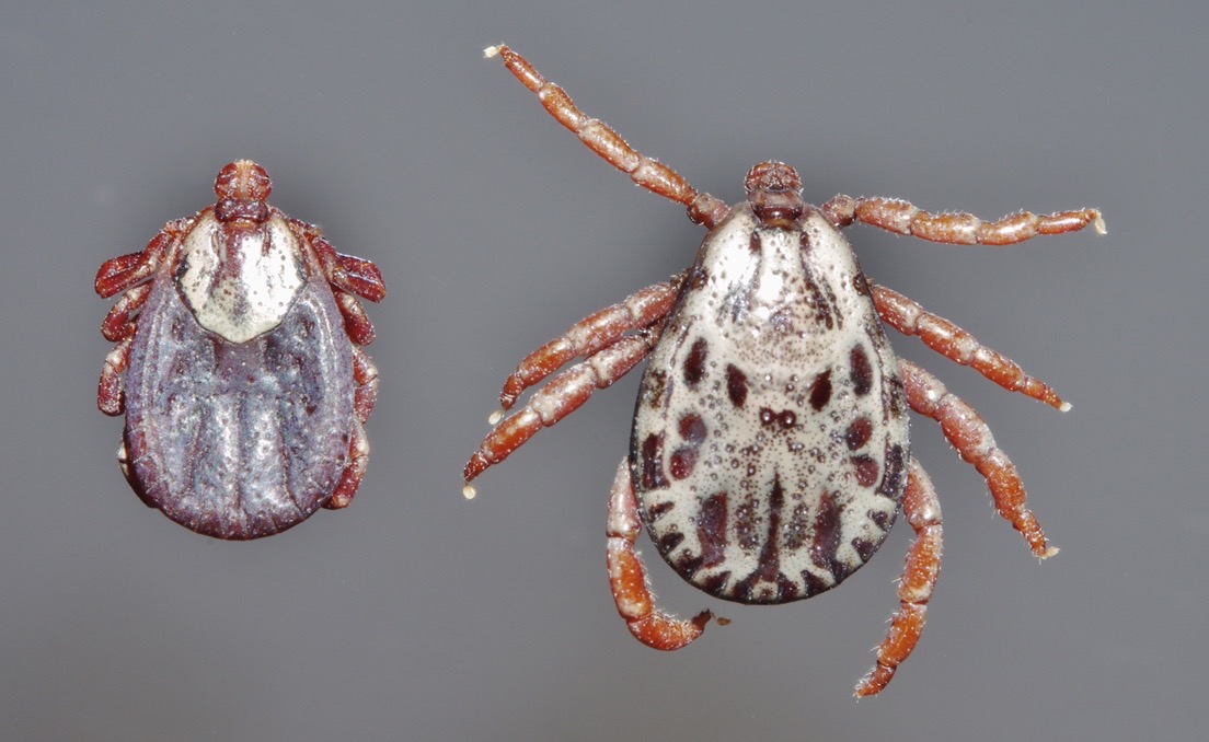 Dermacentor-andersoni-female-male