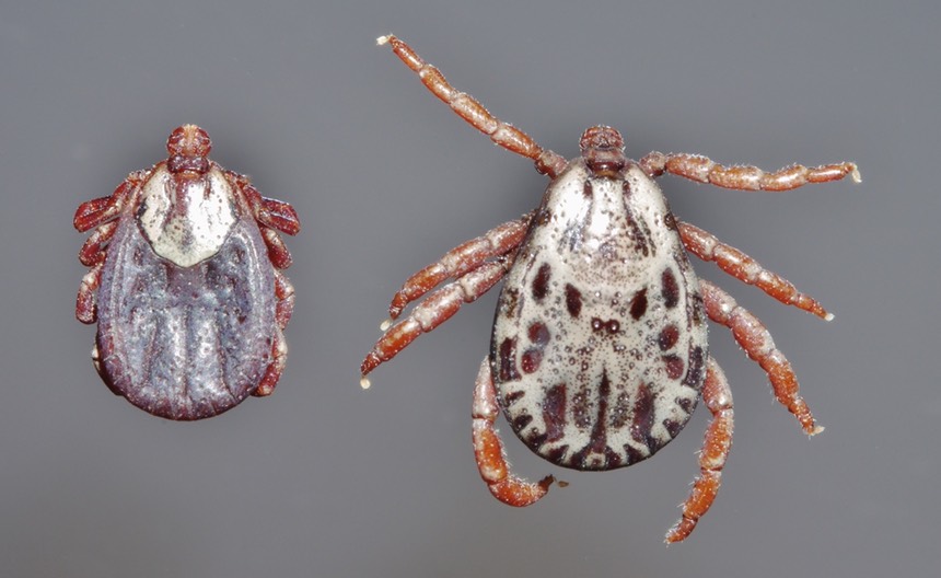 Dermacentor-andersoni-female-male