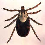 Dermacentor_andersoni