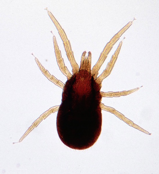 Dermanyssid mite