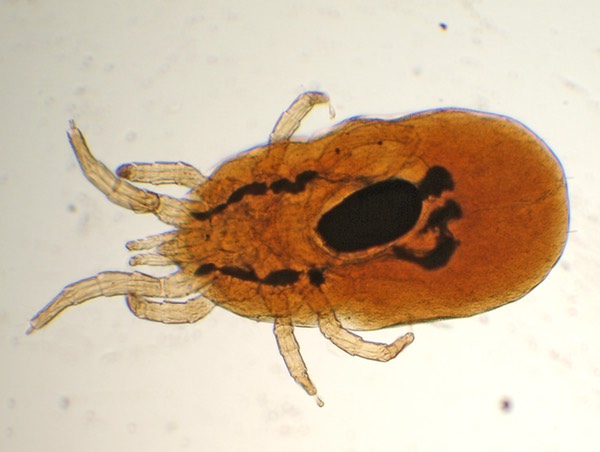 Dermanyssus gallinae