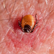 EmbeddedTick 225