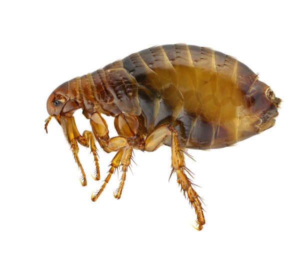 Pulex irritans