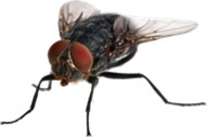 Fly med clear