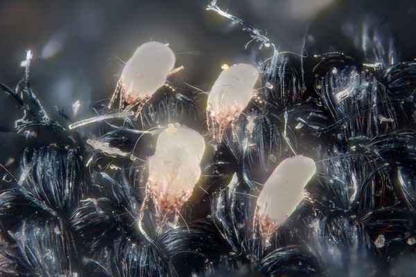House dust mites