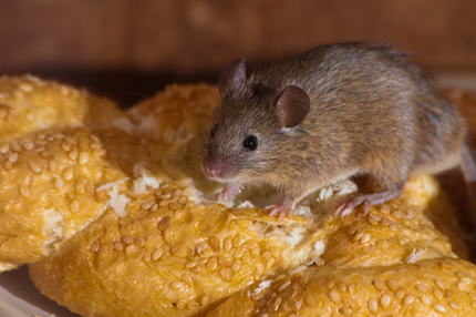 HouseMouseBread