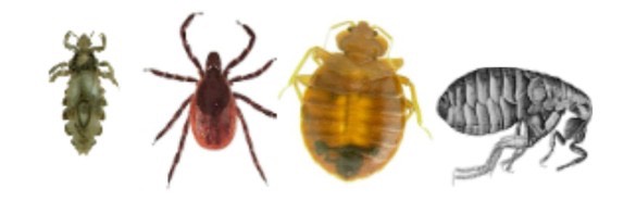 IdentifyUS bug bkgrd