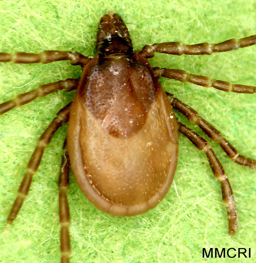 Ixodes-cookei-adult-female