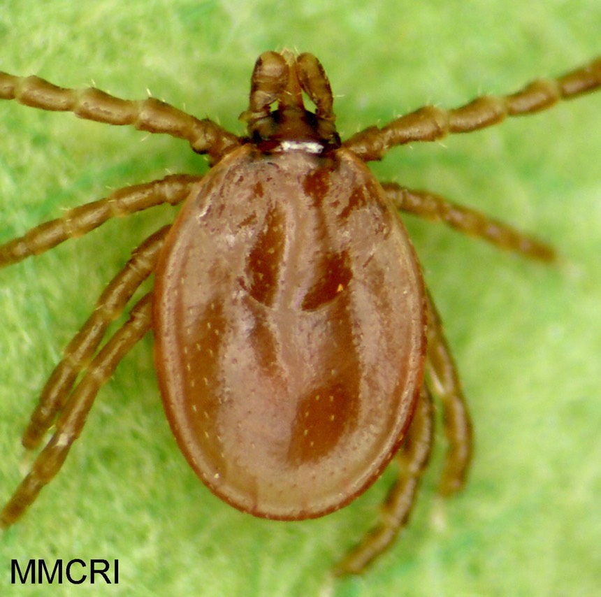 Ixodes-cookei-nymph-female