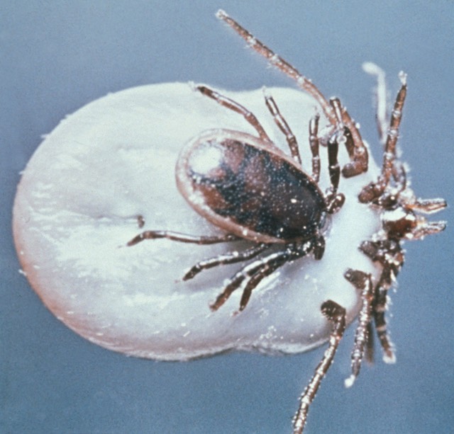 Ixodes_ricinus_ticks