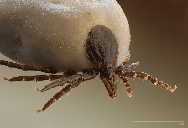 Ixodus_ricinus_5x