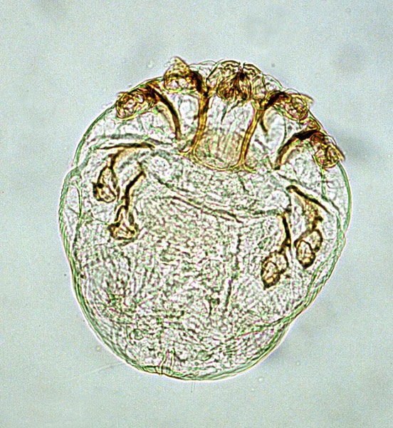 Knemidocoptes mite