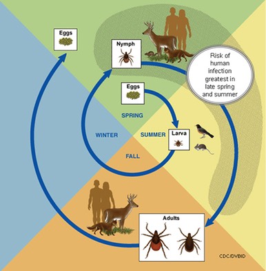 lifecycle