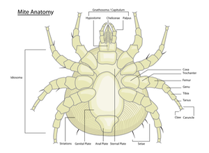 Mite anatomy