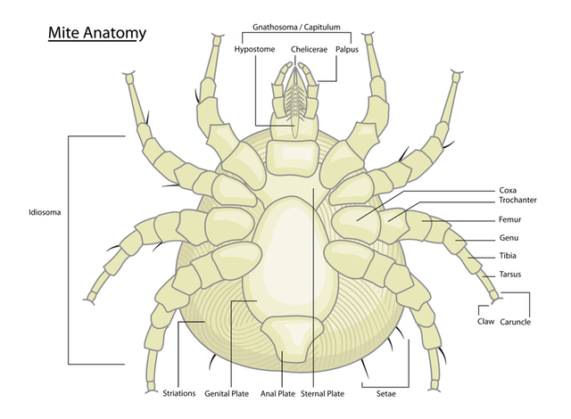 Mite anatomy
