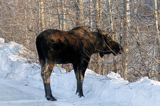moose