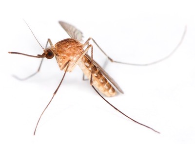 mosquito-1