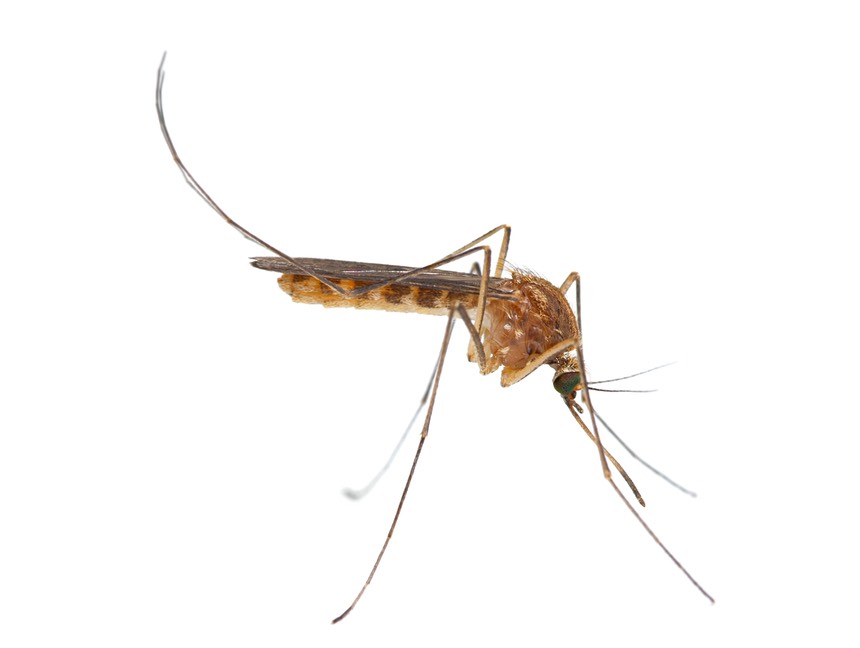 mosquito-2
